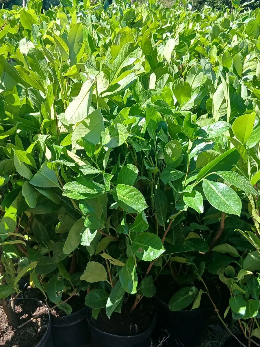 Large laurel hedging - Image 3