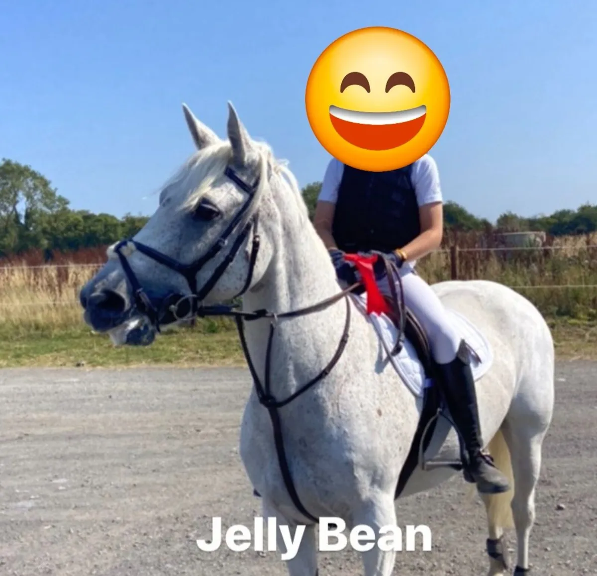 13.2 Jellybean - Image 3