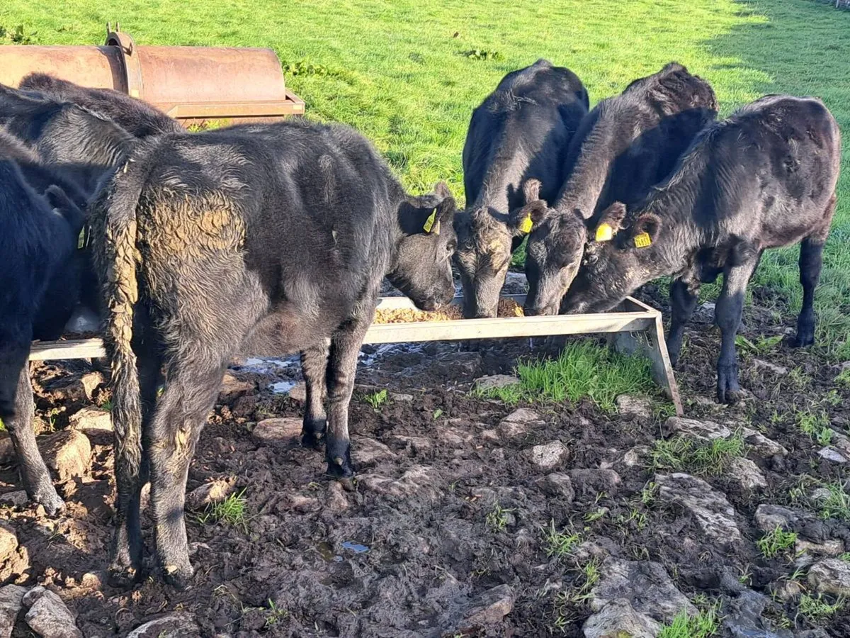 Aa heifers - Image 1