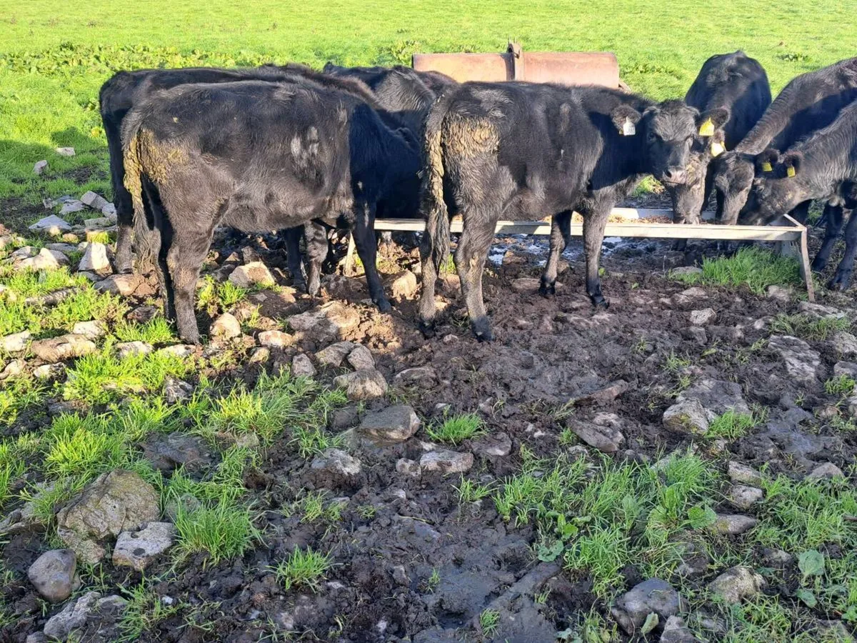 Aa heifers - Image 3