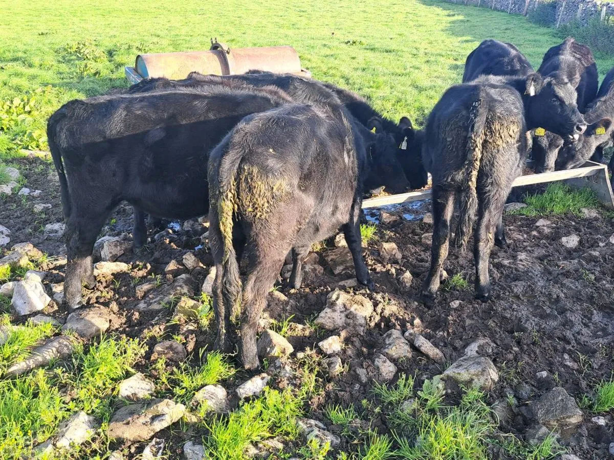 Aa heifers - Image 2