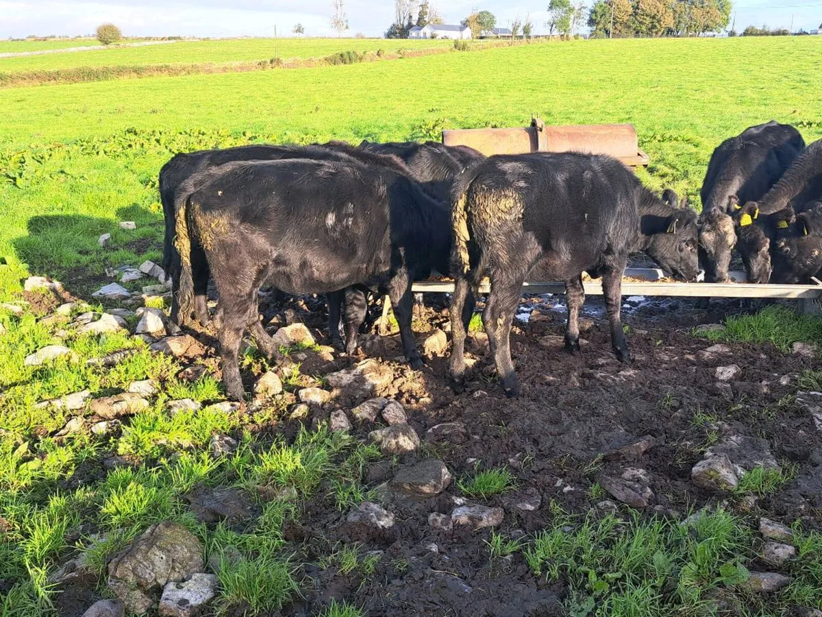 Aa heifers - Image 4