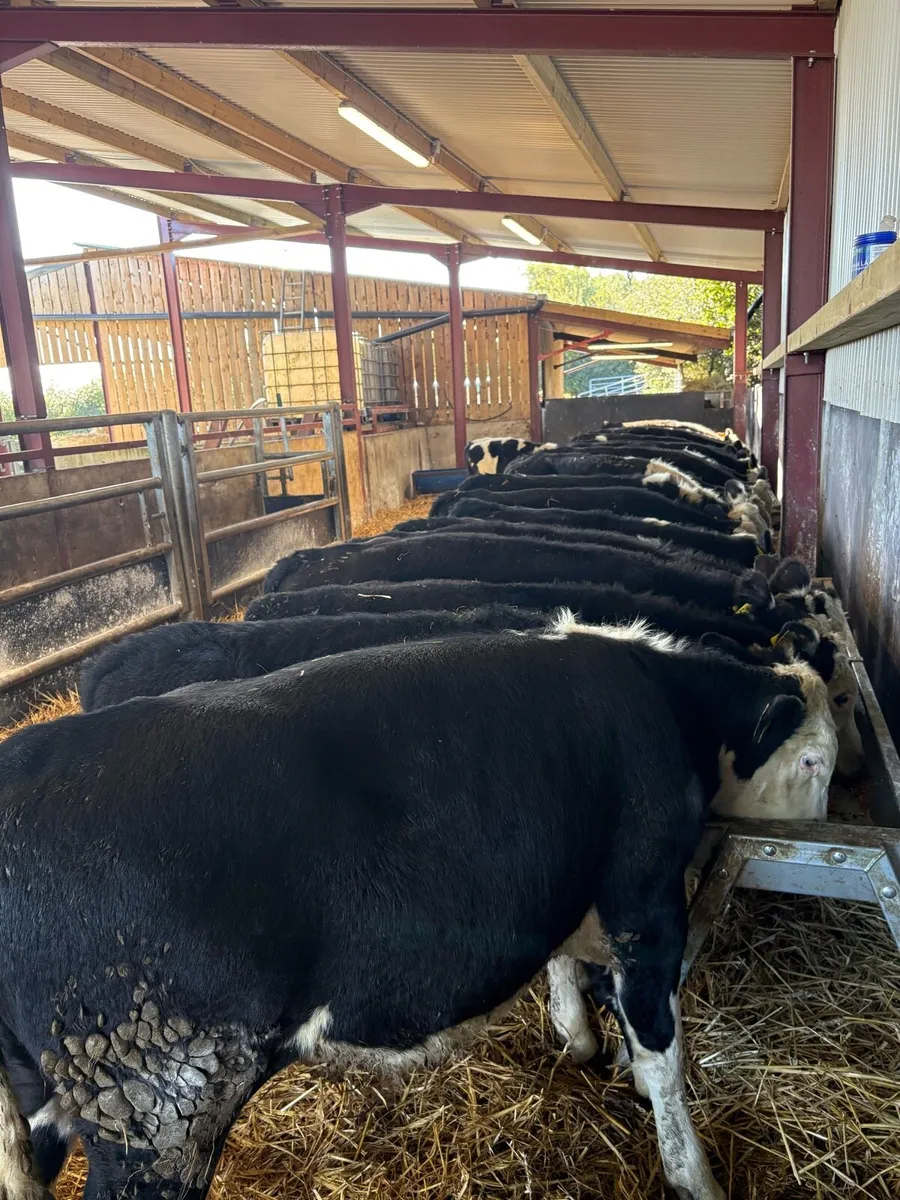 26 super 220kg Hereford bullocks 🔥🔥 - Image 1