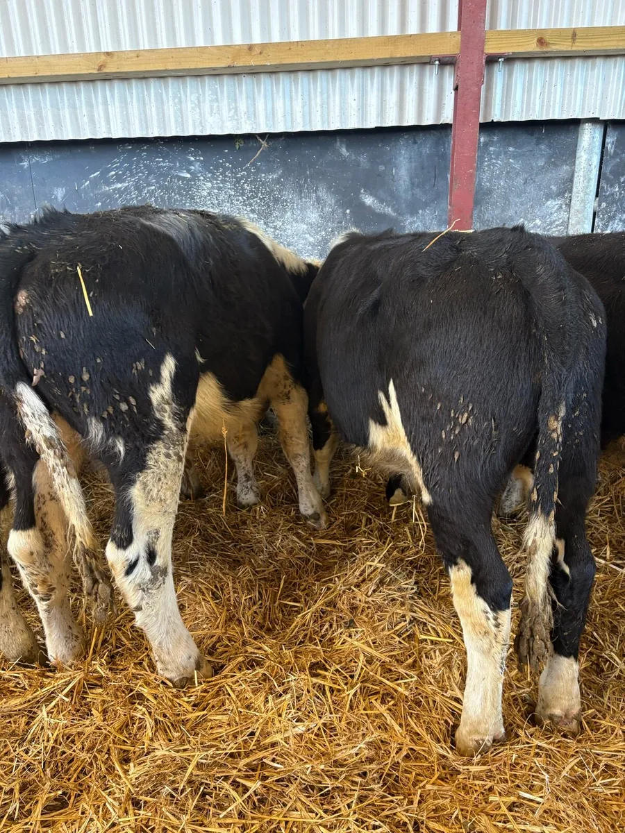 26 super 220kg Hereford bullocks 🔥🔥 - Image 2
