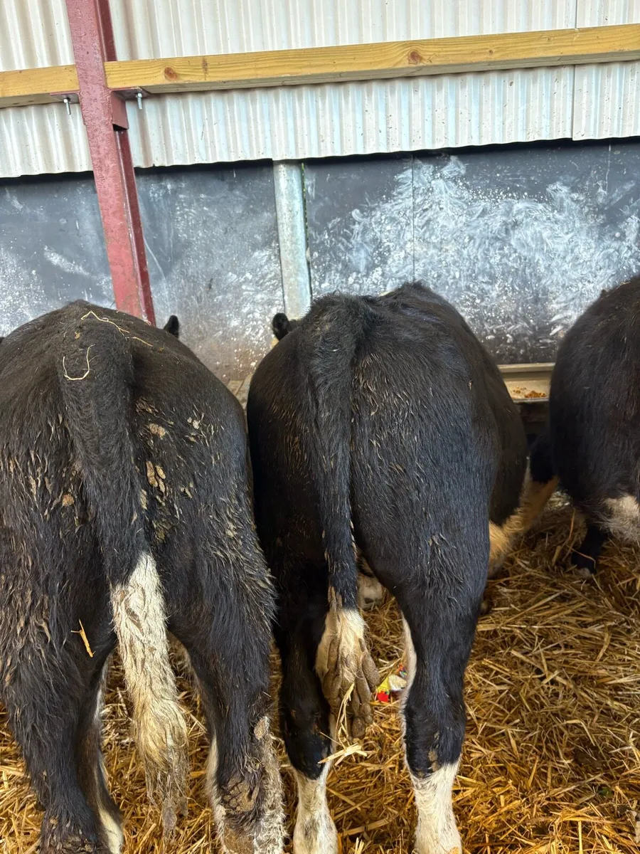 26 super 220kg Hereford bullocks 🔥🔥 - Image 3