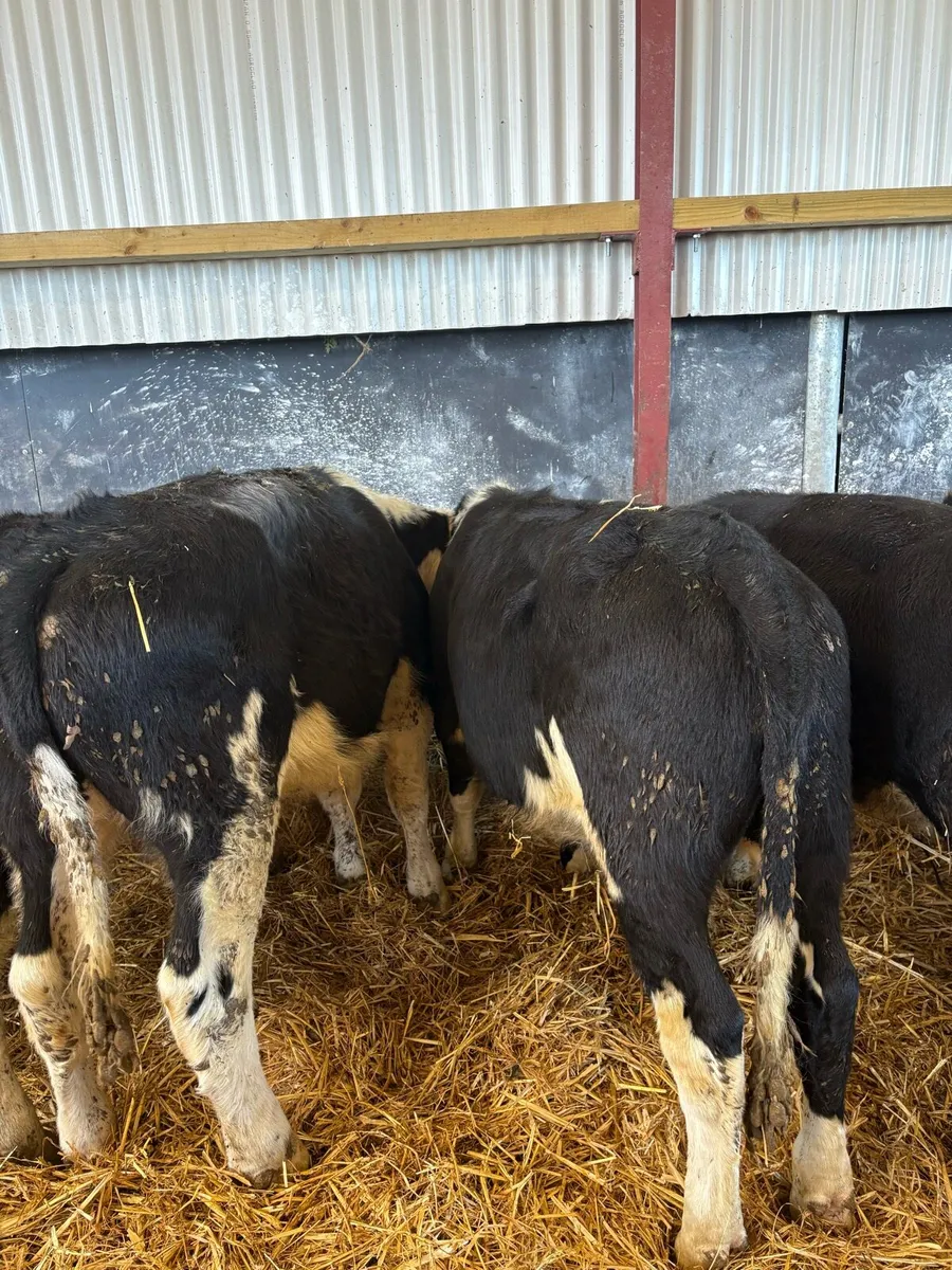 26 super 220kg Hereford bullocks 🔥🔥 - Image 4