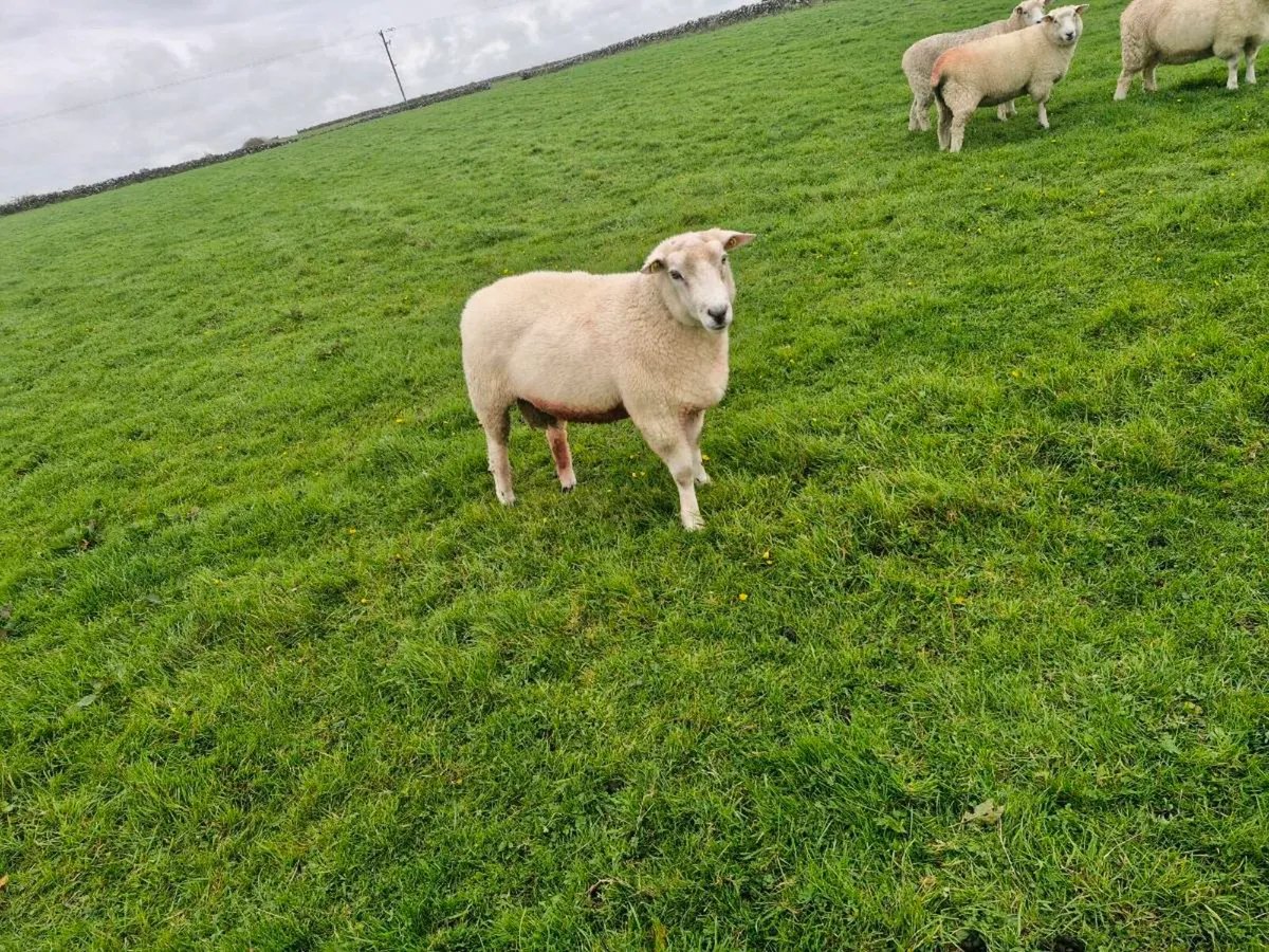 Pure bred Galway ram - Image 2