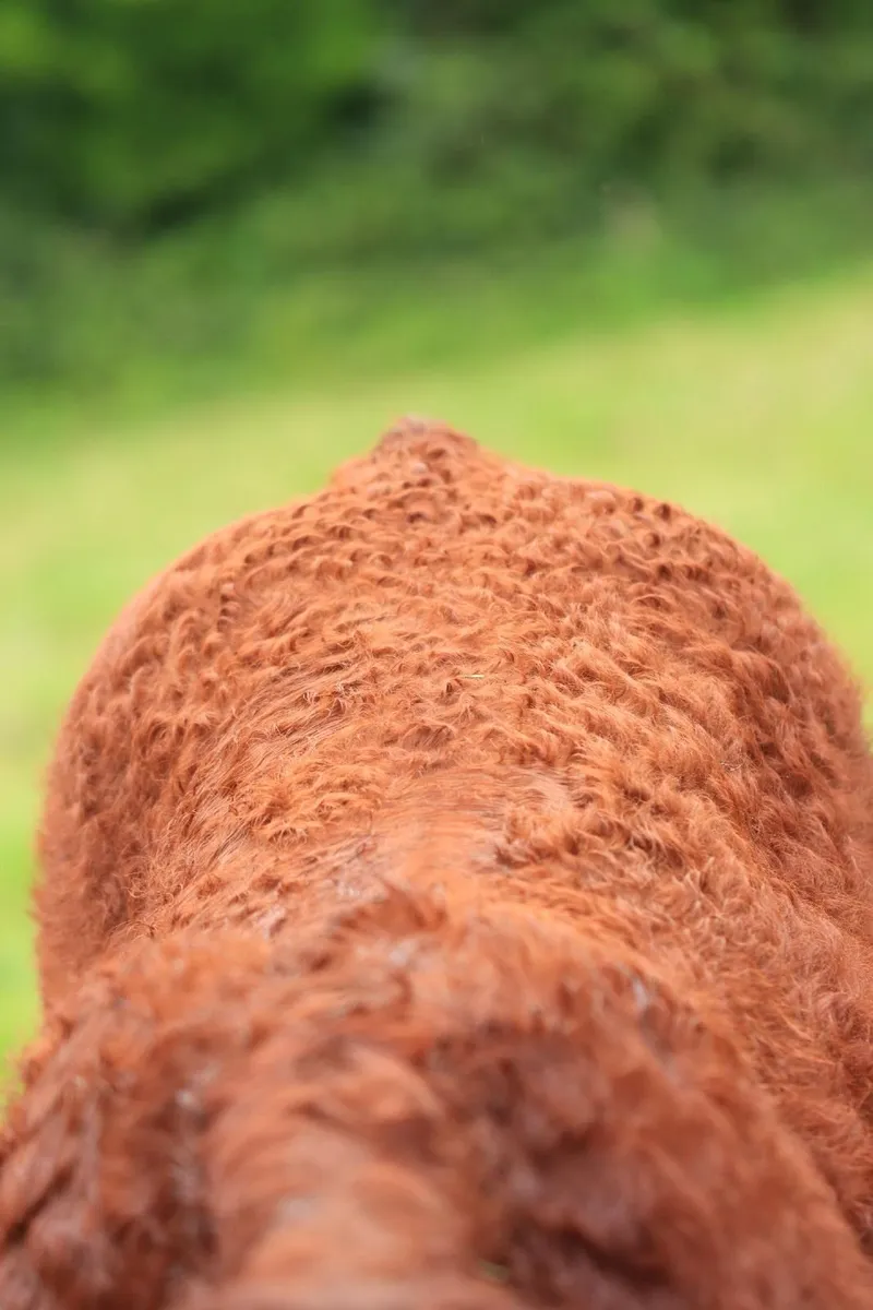 Weanling  pedigree Salers bull, polled - Image 2
