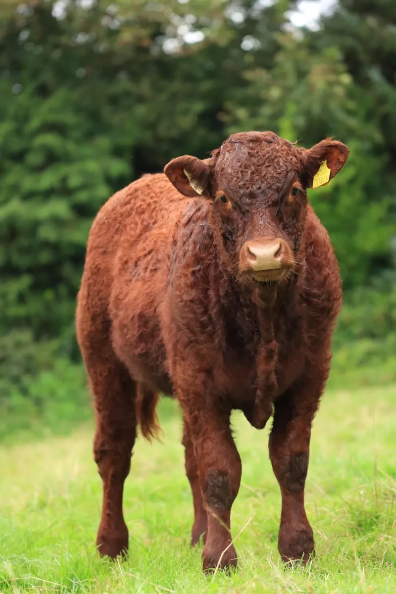 Weanling  pedigree Salers bull, polled - Image 1