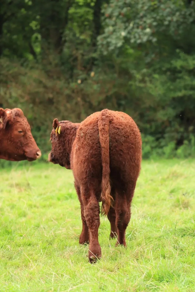 Weanling  pedigree Salers bull, polled - Image 4
