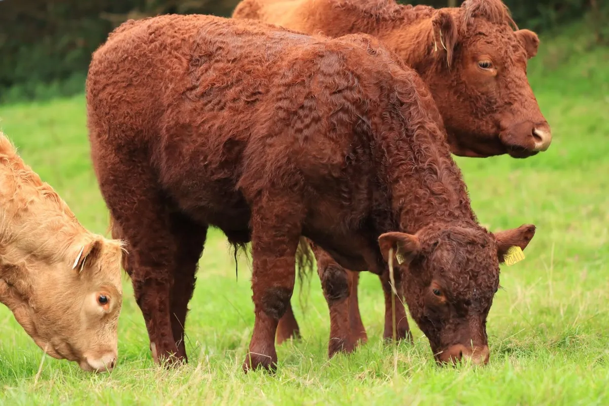 Weanling  pedigree Salers bull, polled - Image 3