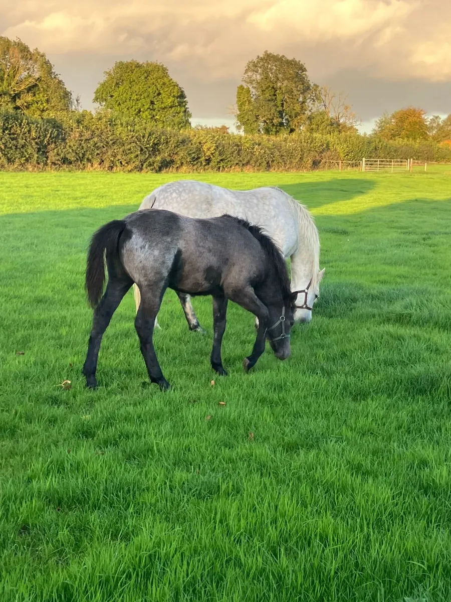 Connemara Foal - Image 1