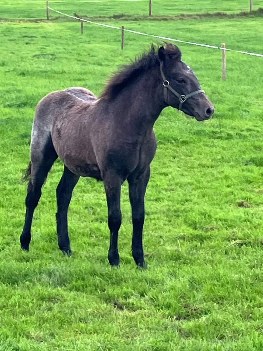 Connemara Foal - Image 3