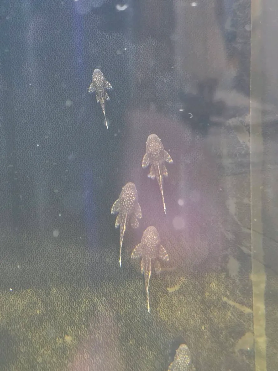 Baby Brisstlenose plecos - Image 1