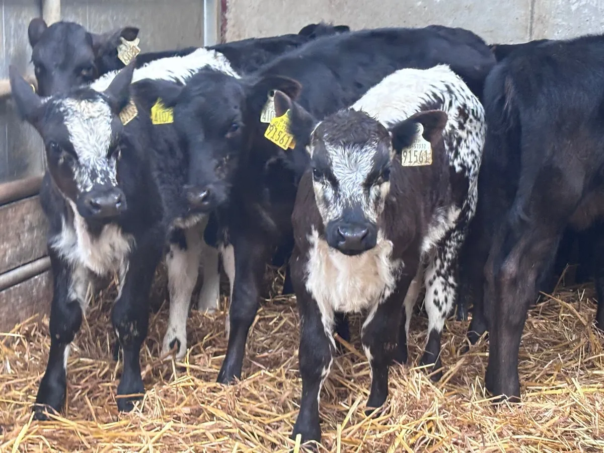 13 top quality 6-8 week old calves for sale - Image 3