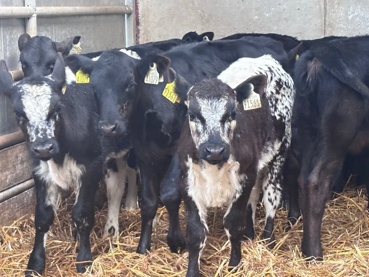 13 top quality 6-8 week old calves for sale - Image 1