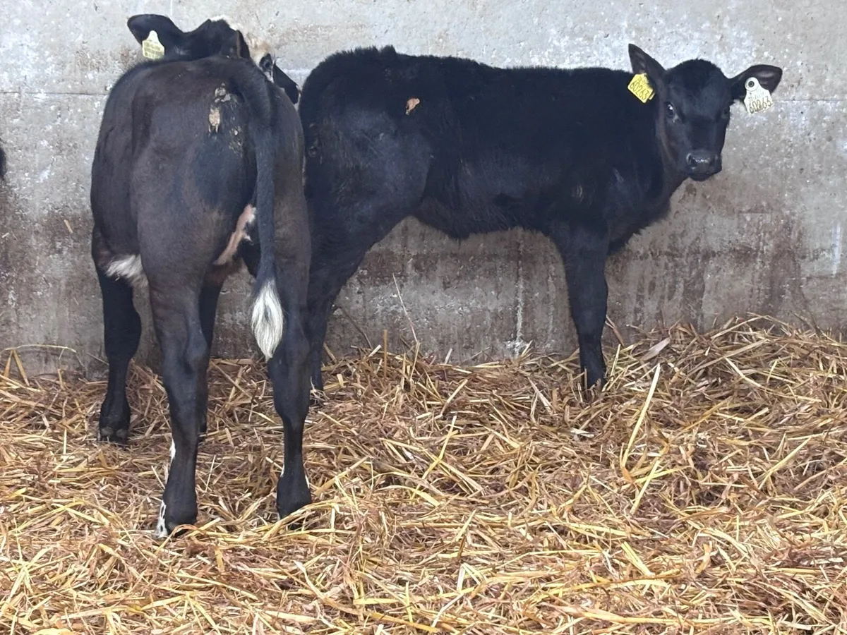 13 top quality 6-8 week old calves for sale - Image 4