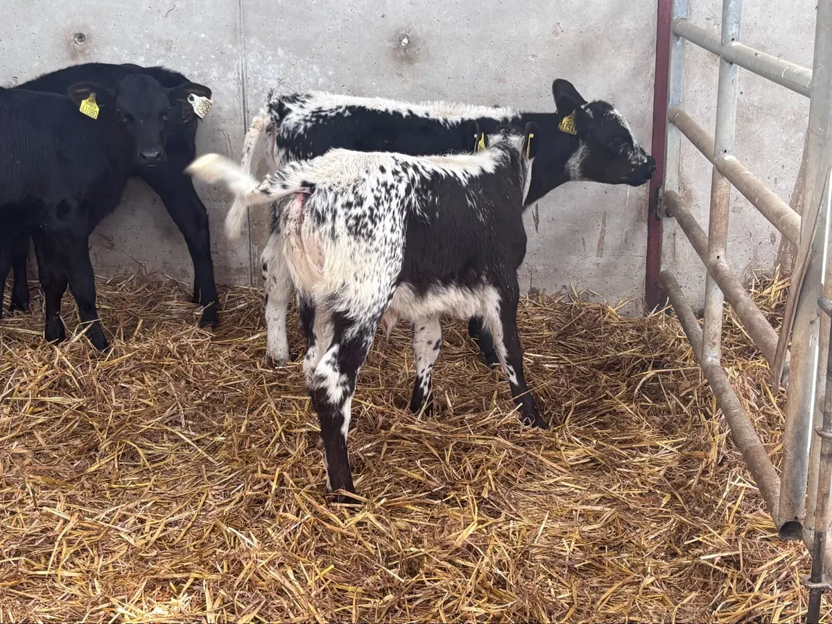 13 top quality 6-8 week old calves for sale - Image 2