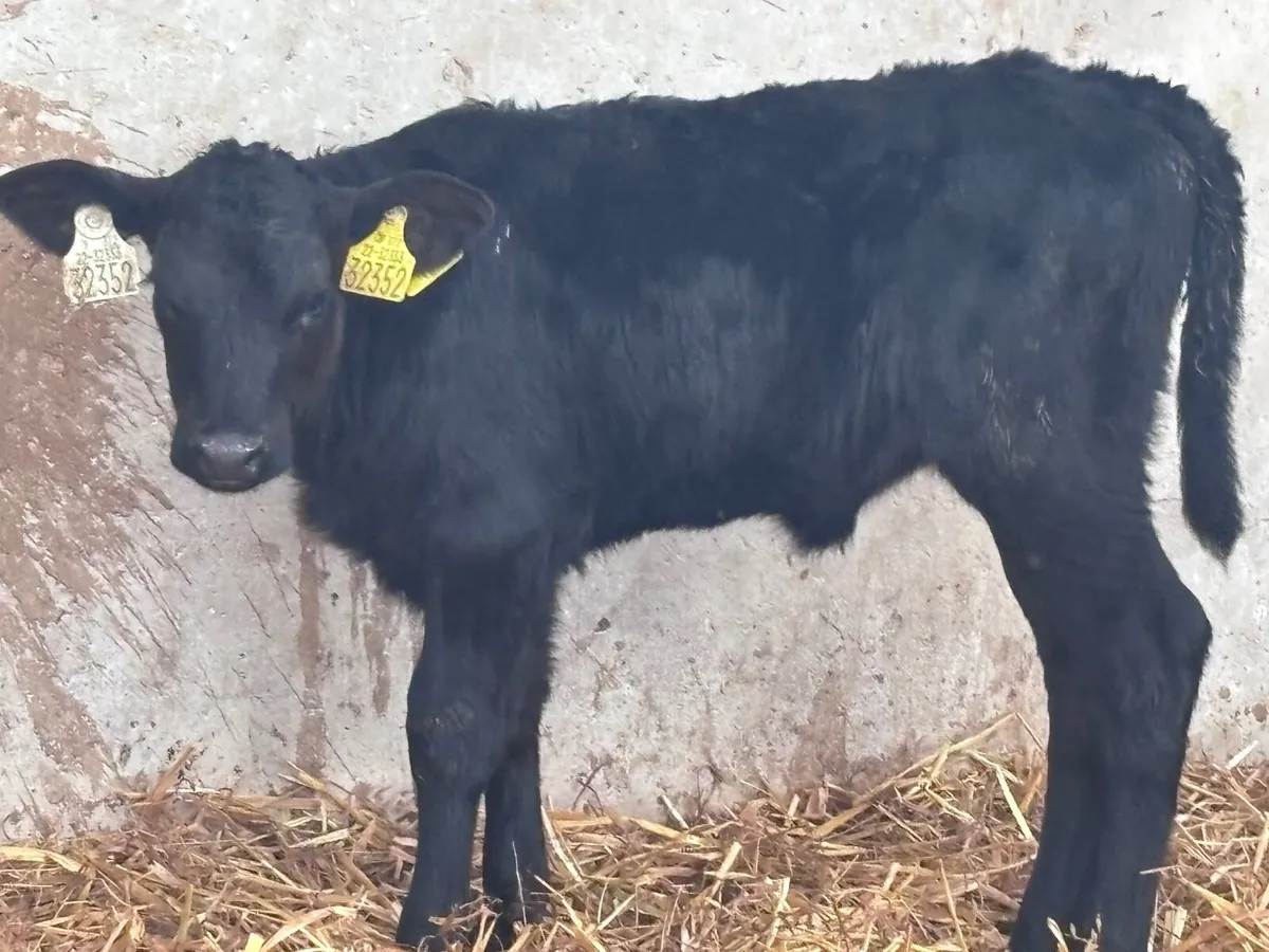 3 calves for sale @€320 - Image 2