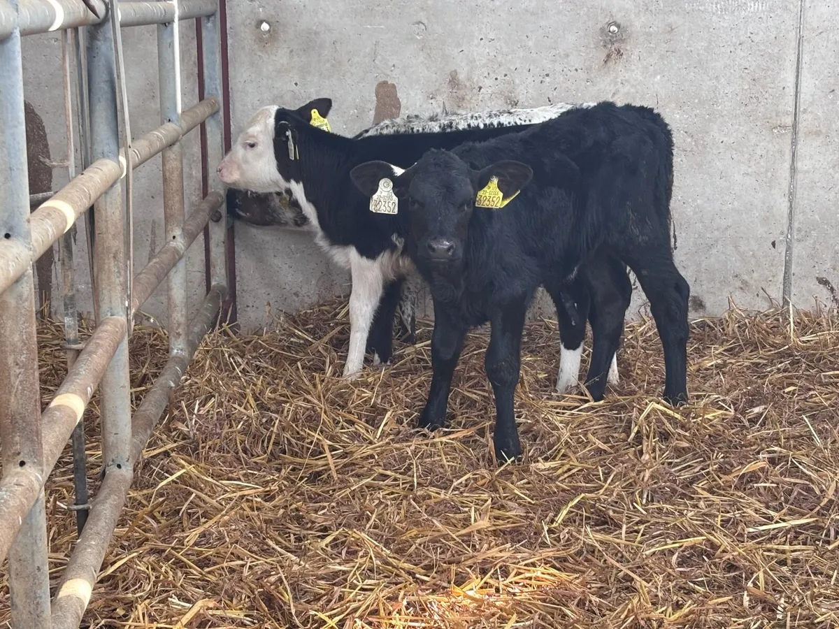 3 calves for sale @€320 - Image 1