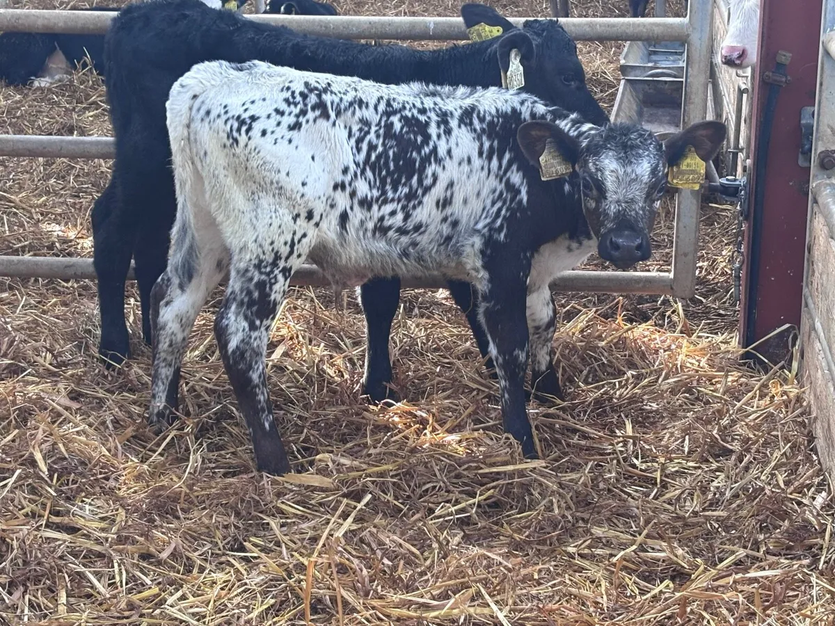 3 calves for sale @€320 - Image 3