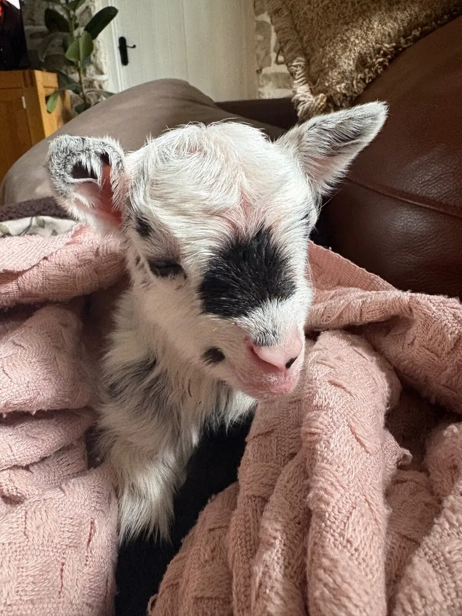 pygmy goat - Bluebell - Image 1