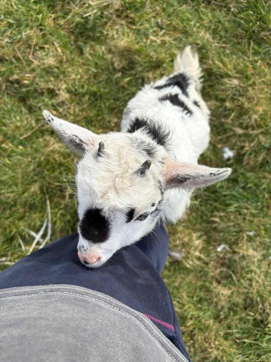 pygmy goat - Bluebell - Image 3