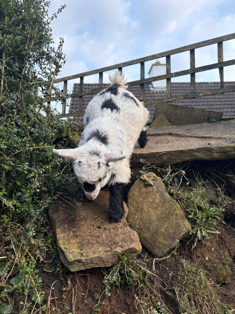 pygmy goat - Bluebell - Image 4