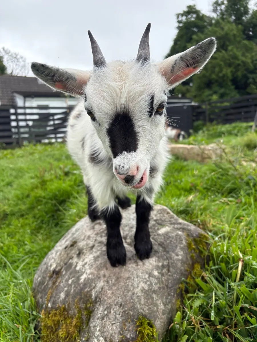 pygmy goat - Bluebell - Image 2