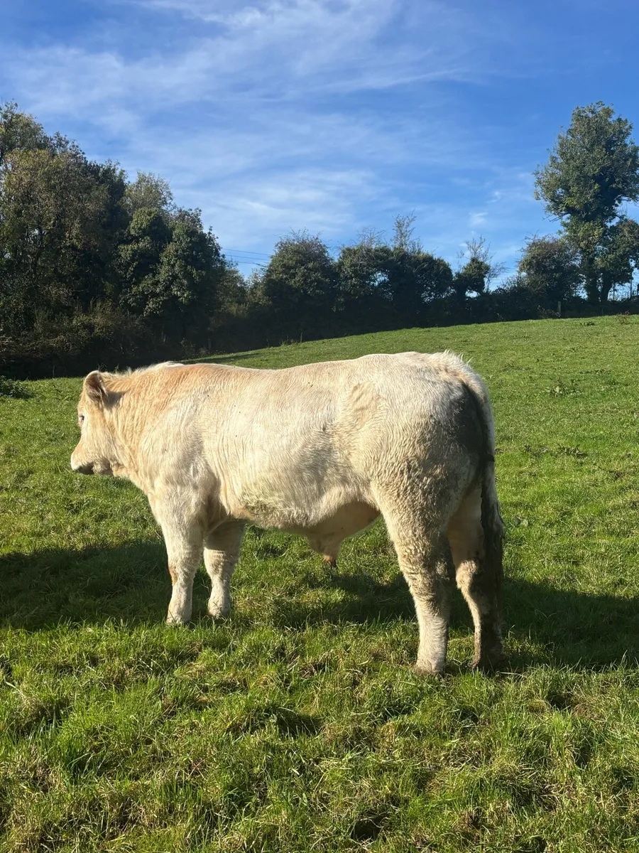 PBR Charolais Bull CARRIGALLEN MART - Image 3