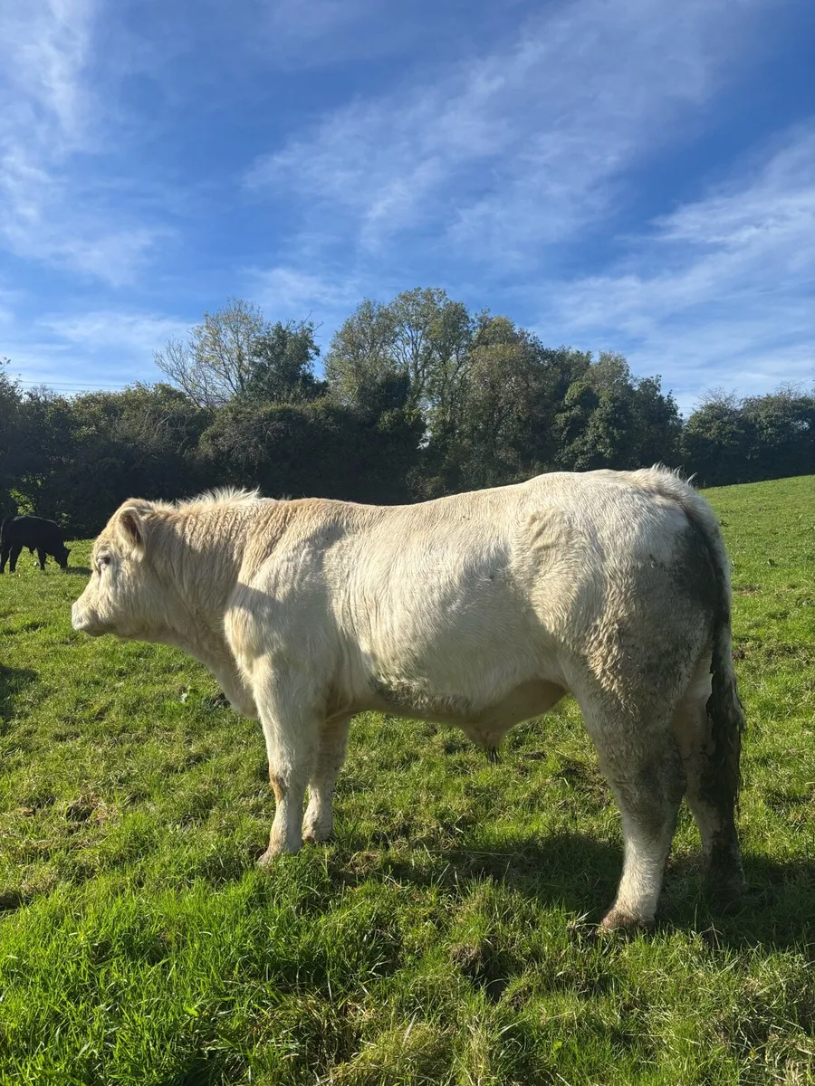 PBR Charolais Bull CARRIGALLEN MART - Image 1