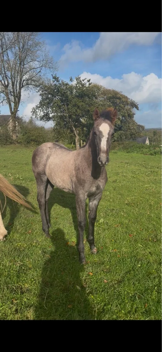 Quality ISH Colt for sale - Image 1