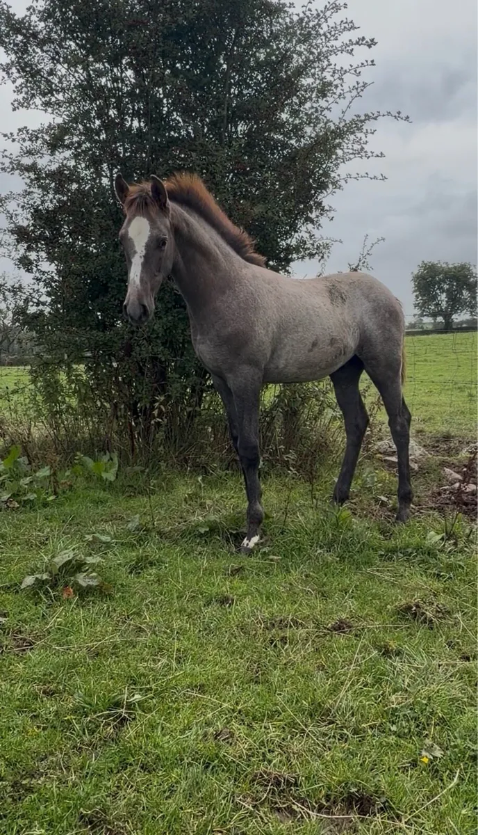 Quality ISH Colt for sale - Image 2