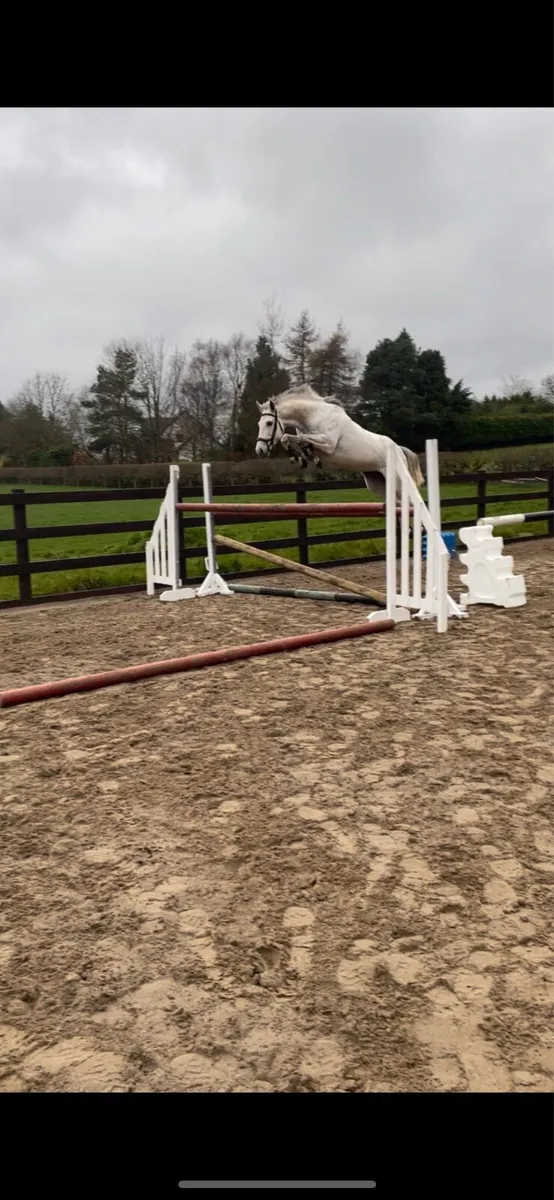 Quality ISH Colt for sale - Image 3