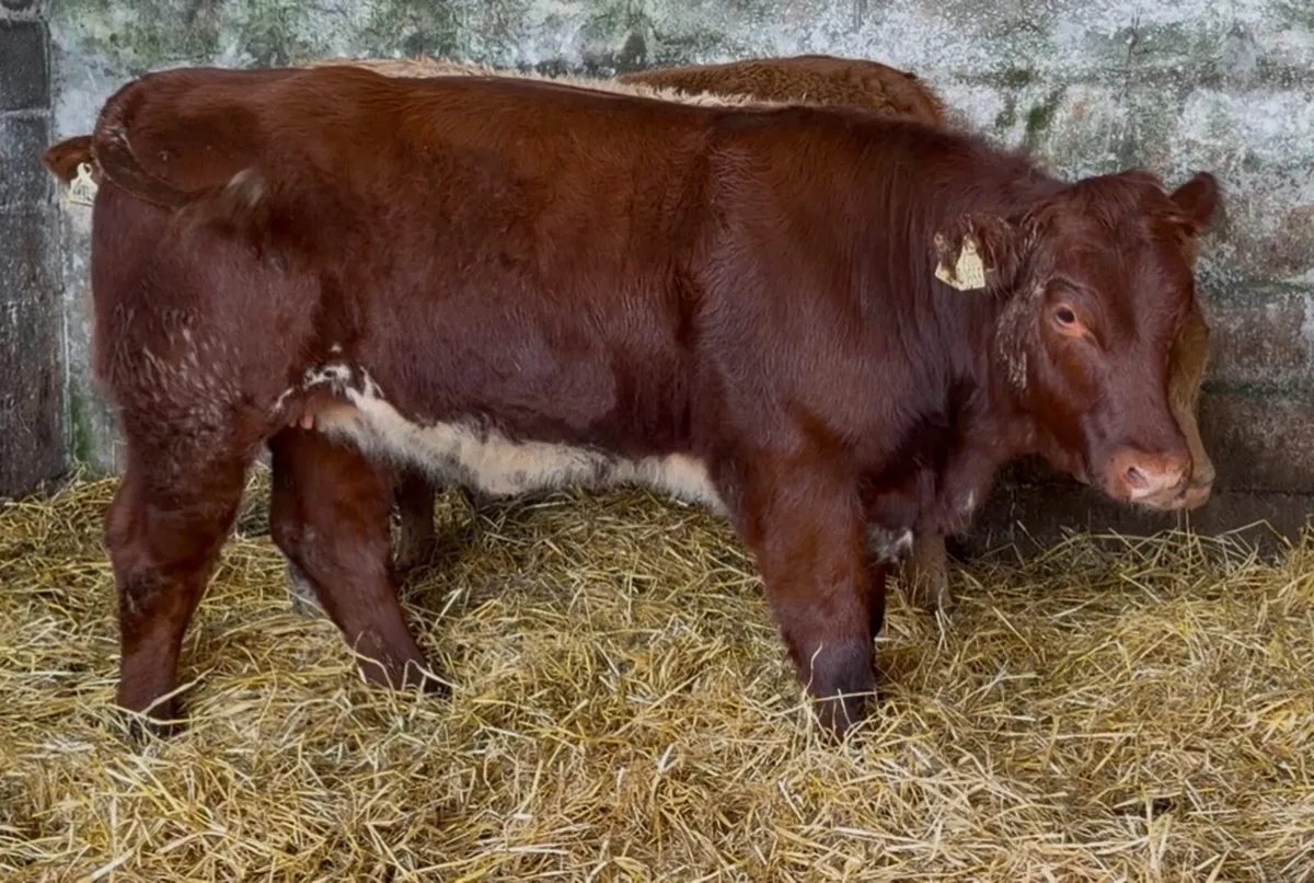 Outstanding BB heifer - Image 4