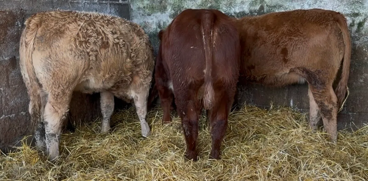Outstanding BB heifer - Image 3