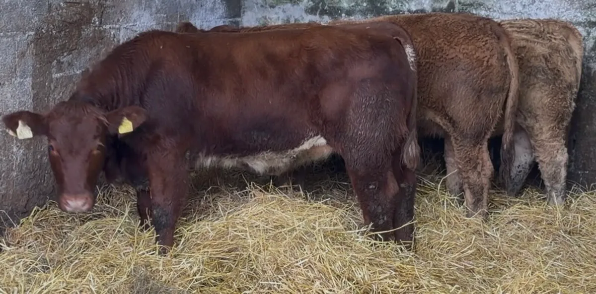 Outstanding BB heifer - Image 2