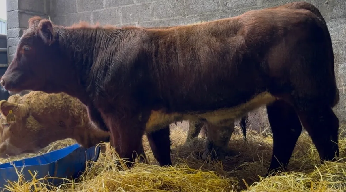 Outstanding BB heifer - Image 1