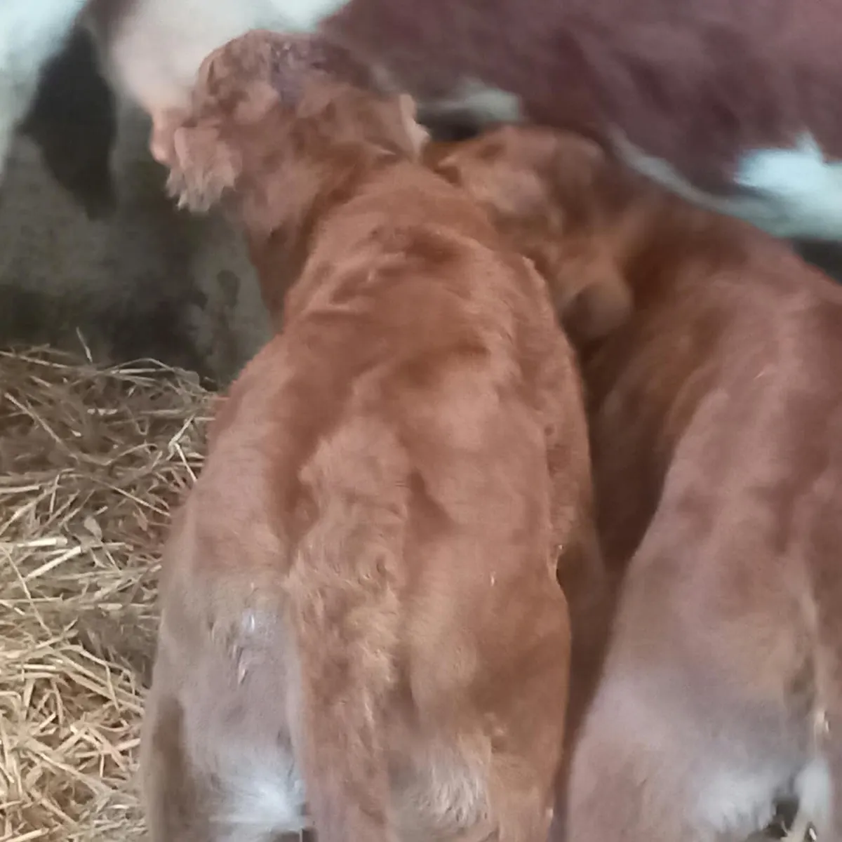 Heifer calf - Image 1