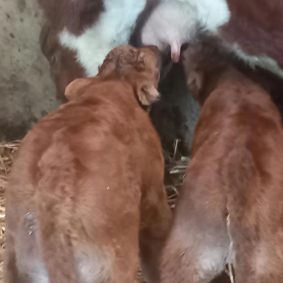 Heifer calf - Image 2