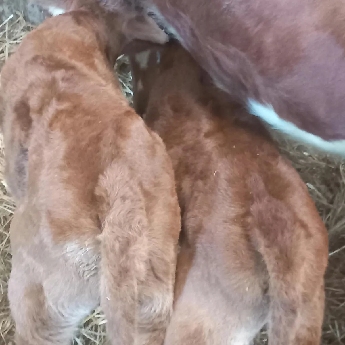 Heifer calf - Image 4