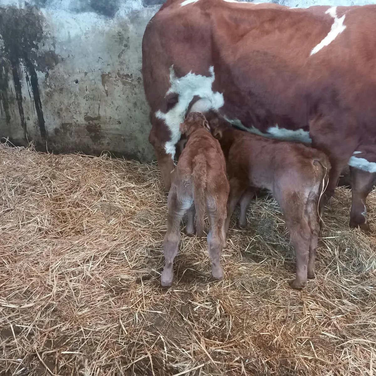 Heifer calf - Image 3