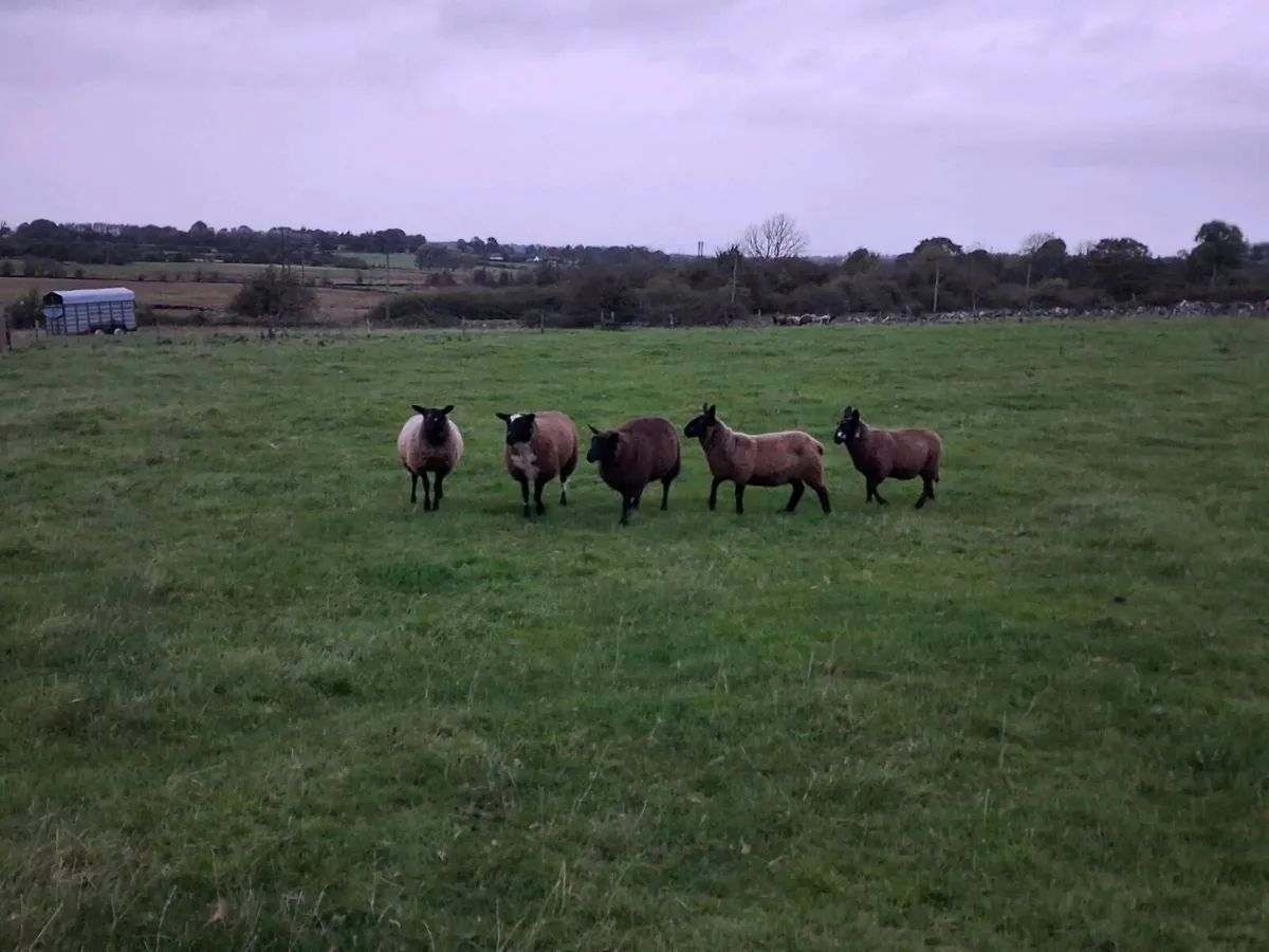 Spotted dutch cross ewe lambs - Image 2