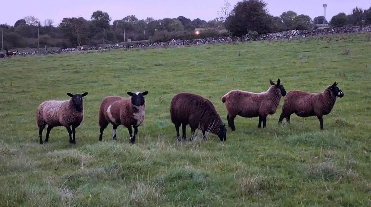 Spotted dutch cross ewe lambs - Image 3