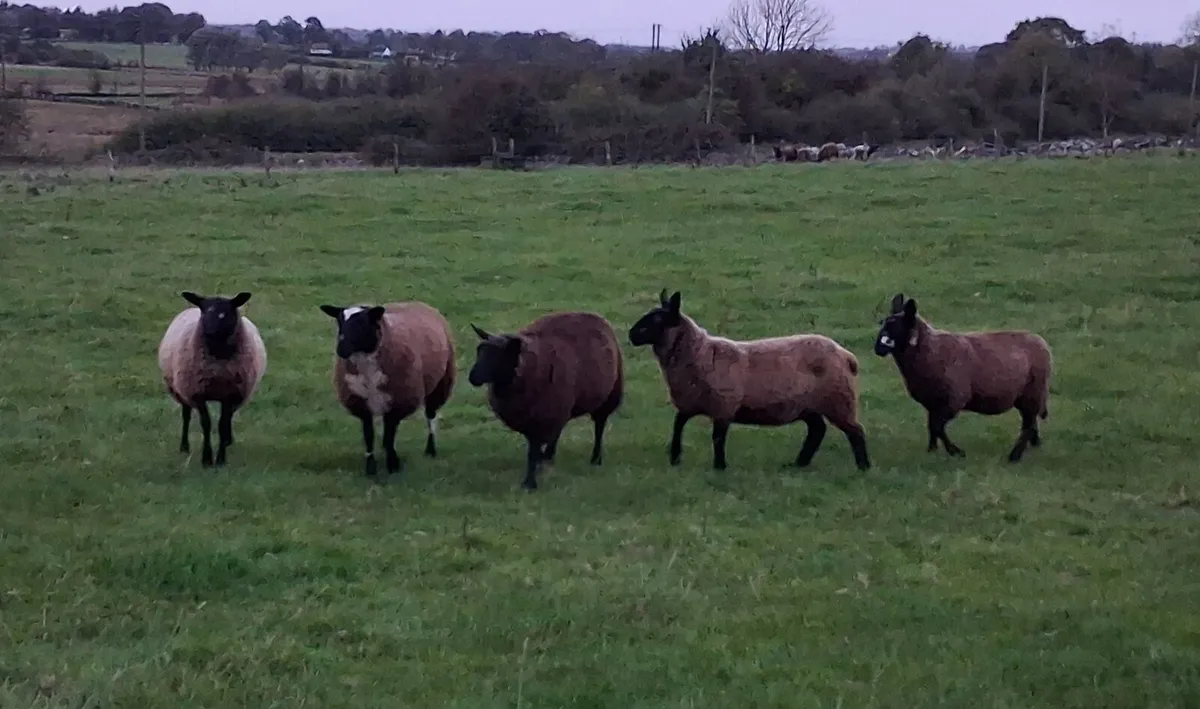 Spotted dutch cross ewe lambs - Image 4
