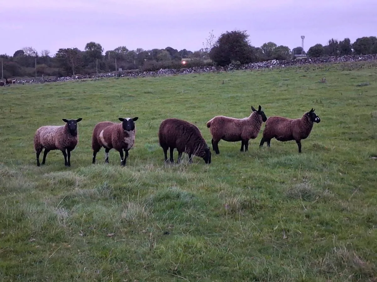 Spotted dutch cross ewe lambs - Image 1