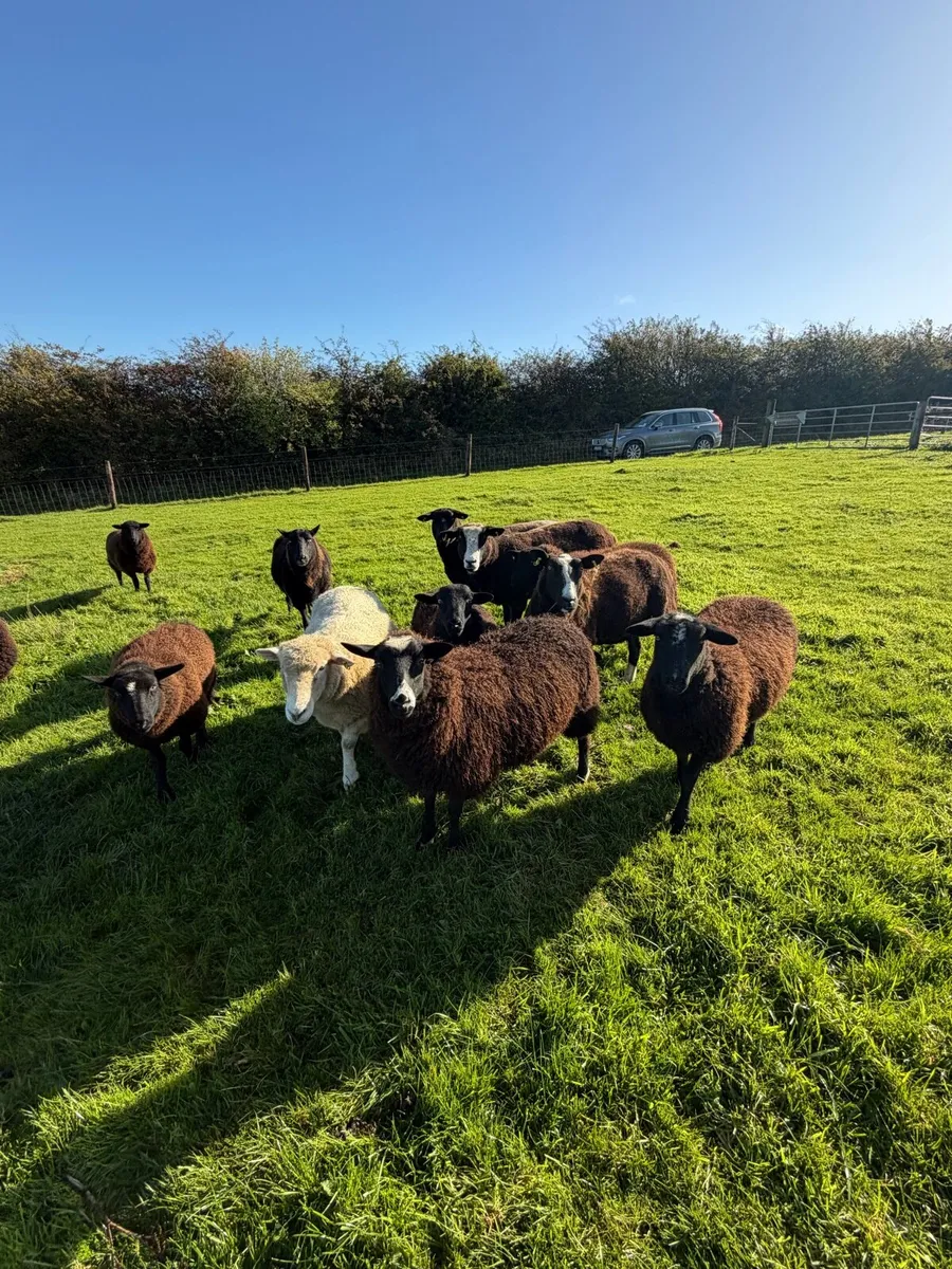 Zwartbles ewe X lambs - Image 1
