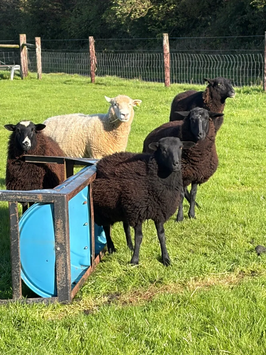 Zwartbles ewe X lambs - Image 2