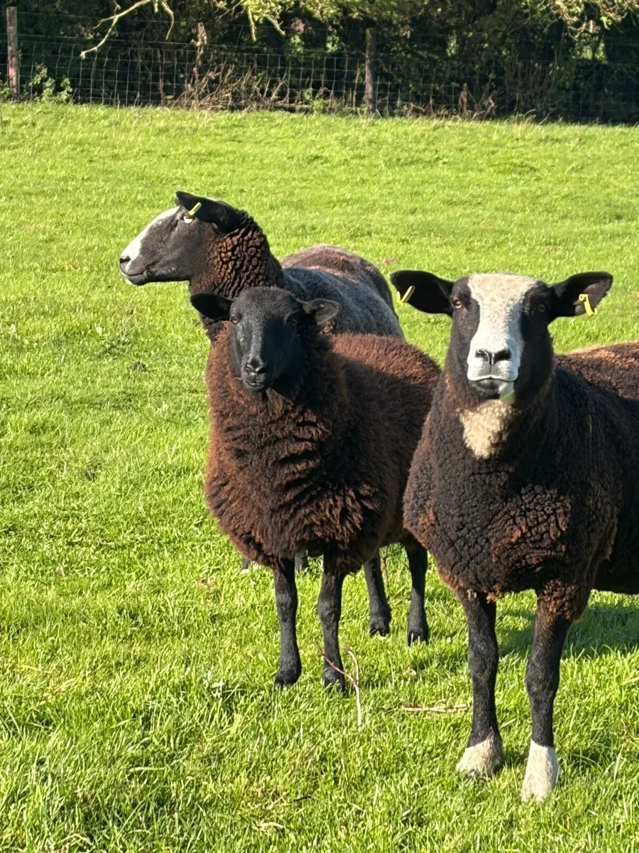 Zwartbles ewe X lambs - Image 3