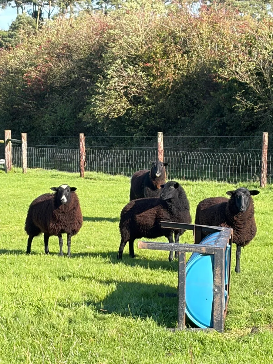 Zwartbles ewe X lambs - Image 4